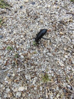 Black Bug Photo Print